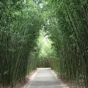 Un viale del labirinto